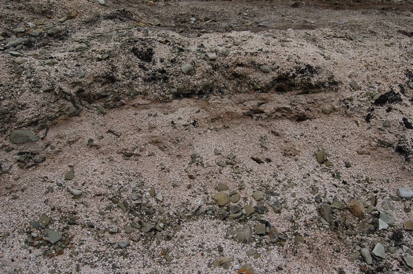 ������� �������� 