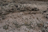 ������� �������� 